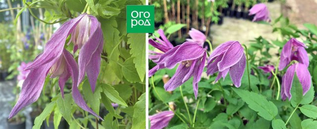 Раннецветущие клематисы – когда хочется весны поскорей