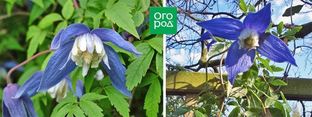 Раннецветущие клематисы – когда хочется весны поскорей