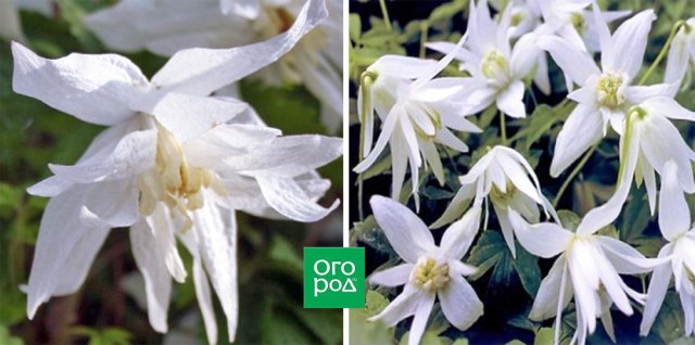 Раннецветущие клематисы – когда хочется весны поскорей