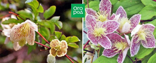 Раннецветущие клематисы – когда хочется весны поскорей