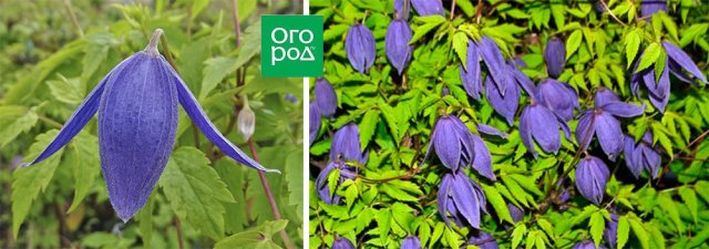 Раннецветущие клематисы – когда хочется весны поскорей