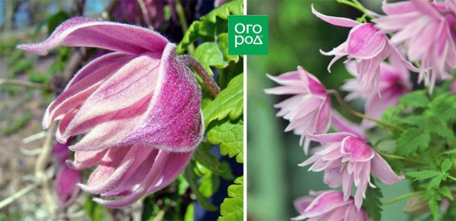 Раннецветущие клематисы – когда хочется весны поскорей