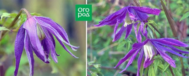 Раннецветущие клематисы – когда хочется весны поскорей