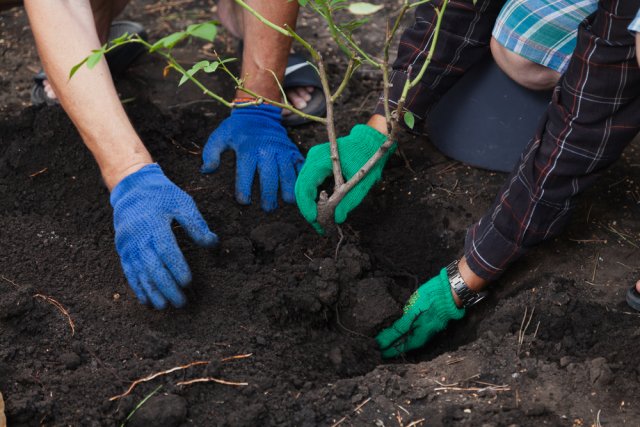 Розы до сих пор цветут &ndash; что делать 