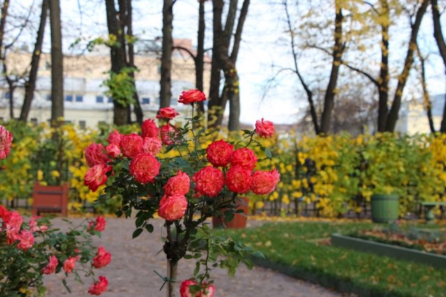Розы до сих пор цветут &ndash; что делать 