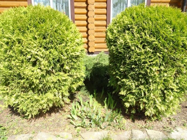 Сад, который не вымерзнет: 20 растений для самых холодных дач 