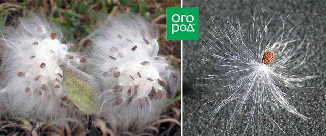 Садовые травы и цветы с самыми красивыми плодами