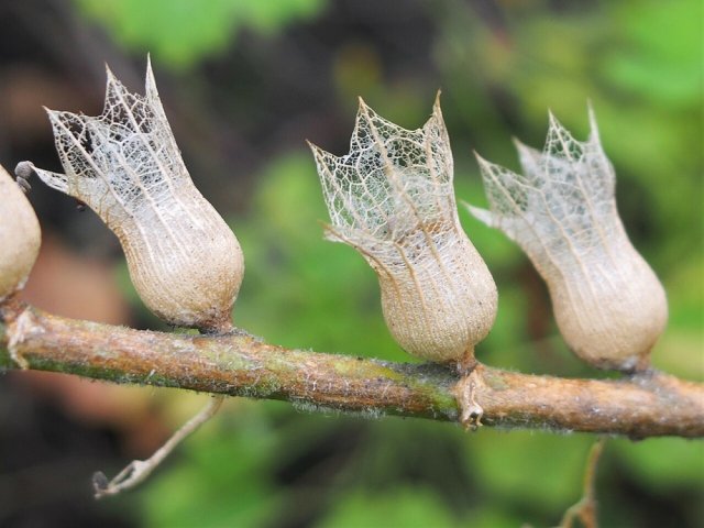 Садовые травы и цветы с самыми красивыми плодами