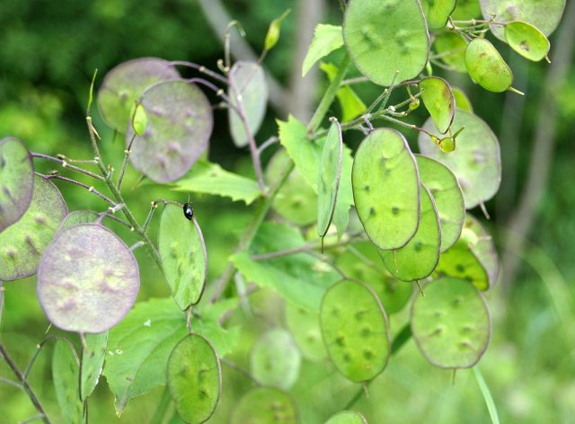 Садовые травы и цветы с самыми красивыми плодами