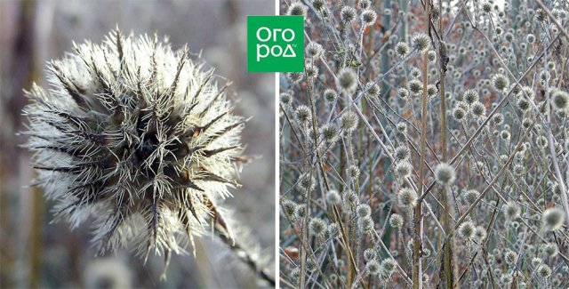 Садовые травы и цветы с самыми красивыми плодами