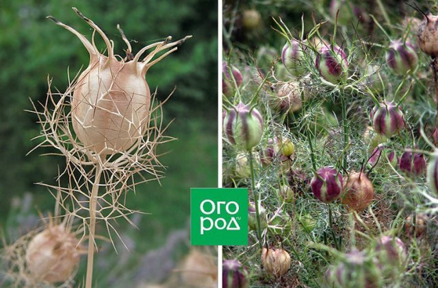 Садовые травы и цветы с самыми красивыми плодами