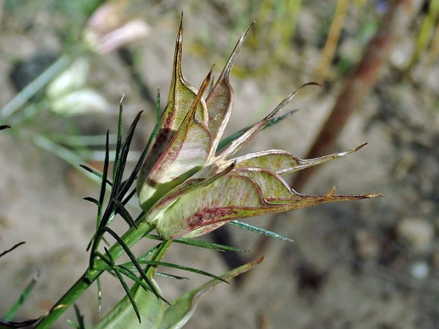 Садовые травы и цветы с самыми красивыми плодами