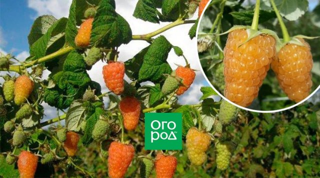 Самые крупные и сладкие: сорта малины, которые приятно удивят 