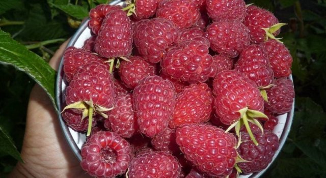 Самые крупные и сладкие: сорта малины, которые приятно удивят 