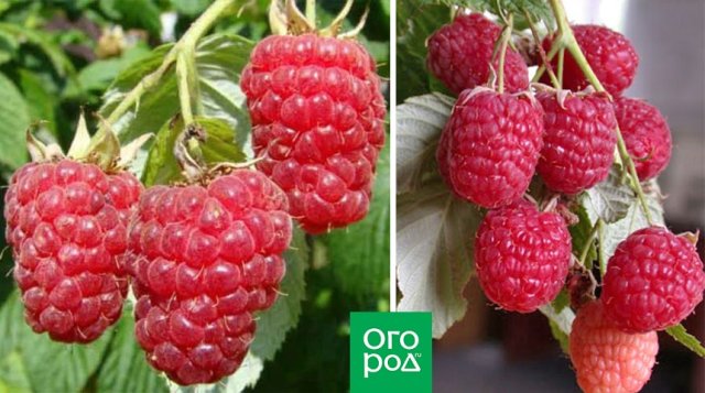 Самые крупные и сладкие: сорта малины, которые приятно удивят 