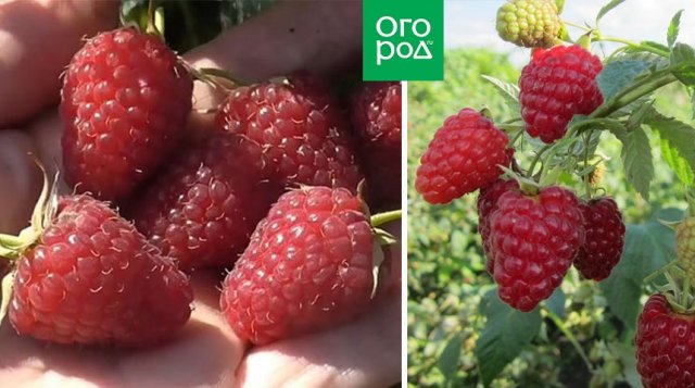 Самые крупные и сладкие: сорта малины, которые приятно удивят 