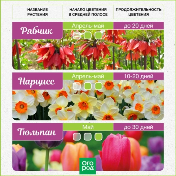 Самые первые – календарь цветения весенних луковичных цветов с марта по май 