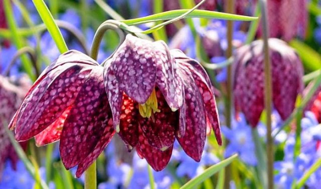 Самые первые – календарь цветения весенних луковичных цветов с марта по май 