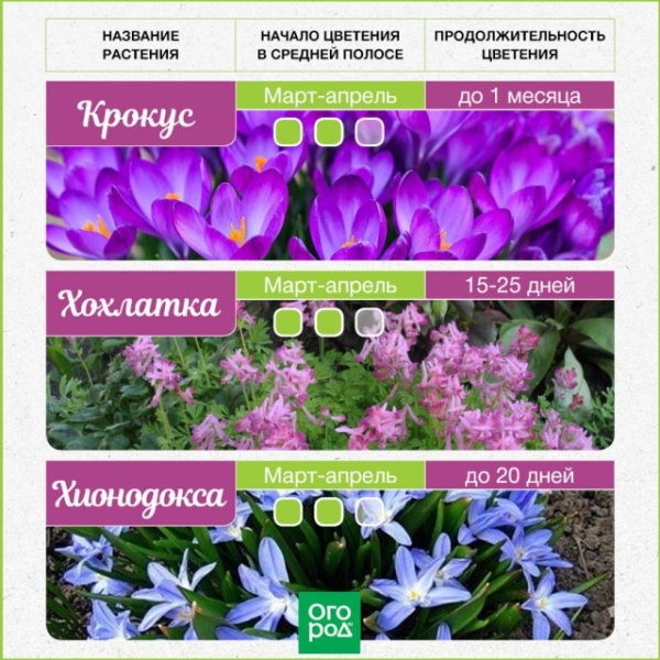 Самые первые – календарь цветения весенних луковичных цветов с марта по май 