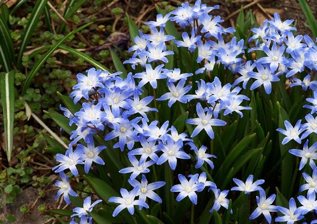 Самые первые – календарь цветения весенних луковичных цветов с марта по май 