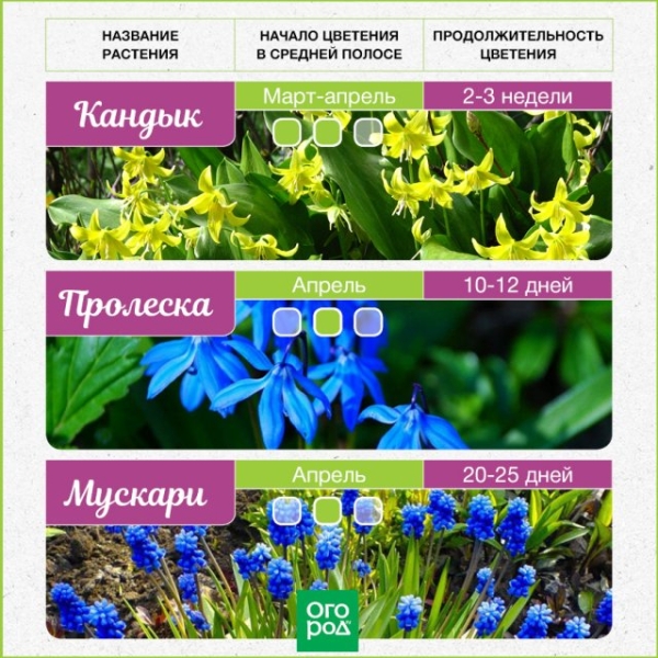 Самые первые – календарь цветения весенних луковичных цветов с марта по май 