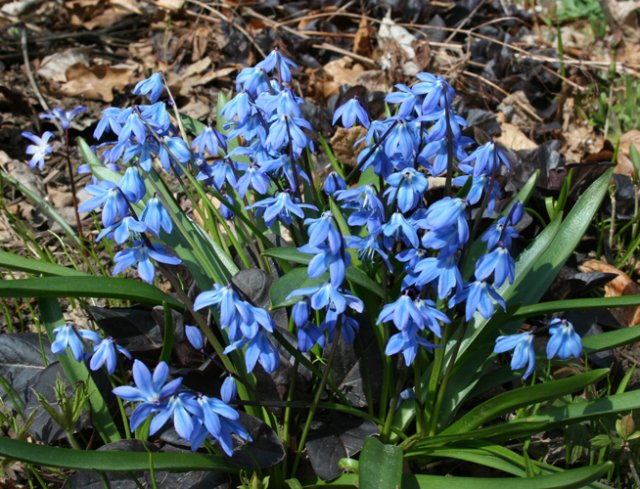 Самые первые – календарь цветения весенних луковичных цветов с марта по май 
