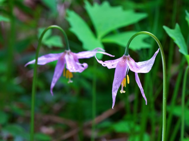 Самые первые – календарь цветения весенних луковичных цветов с марта по май 