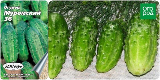 Самые скороспелые сорта огурцов 