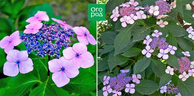 Самые зимостойкие сорта гортензий – можно не укрывать! 