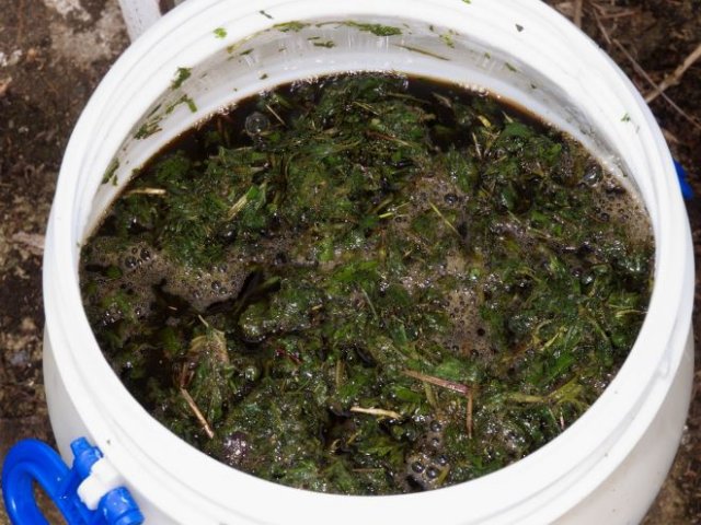 Сколько может храниться травяное удобрение и куда девать остатки 