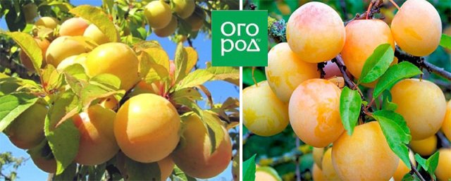 Слива китайская и ее гибриды – учимся выращивать цзюйлинку 
