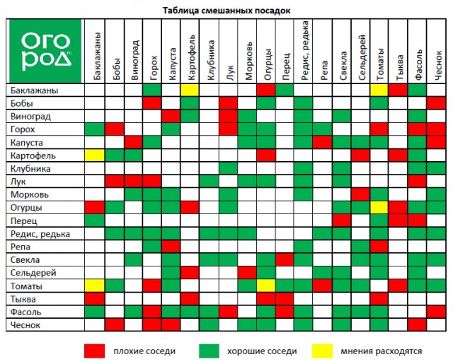 Смешанные посадки: выбираем лучших соседей для растений 