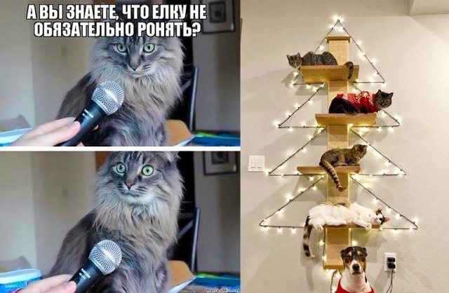 Спасти новогоднюю елку от кота – выполнима ли "миссия"? 