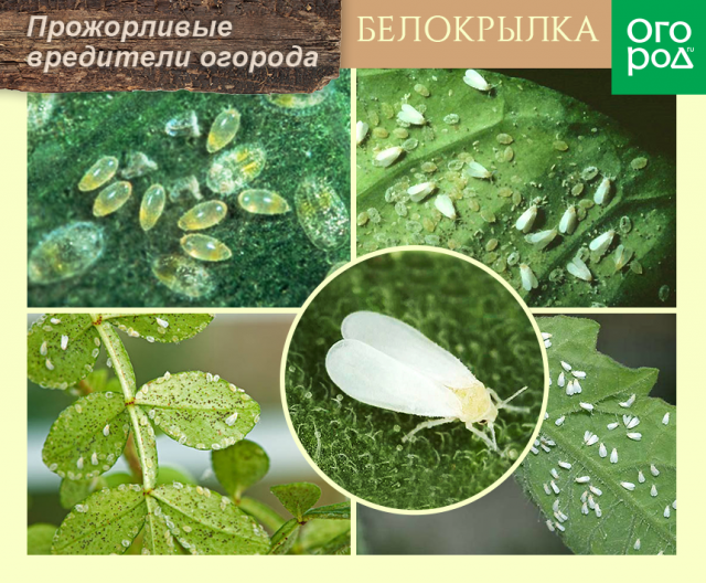Топ-10 самых прожорливых вредителей огорода 