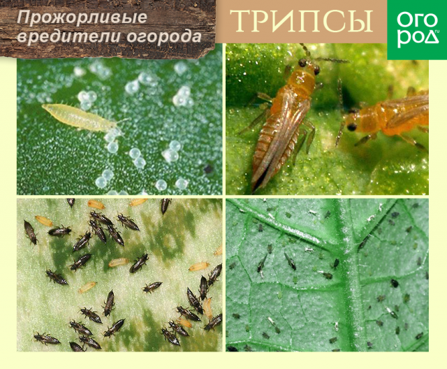 Топ-10 самых прожорливых вредителей огорода 