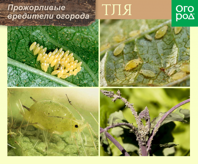 Топ-10 самых прожорливых вредителей огорода 