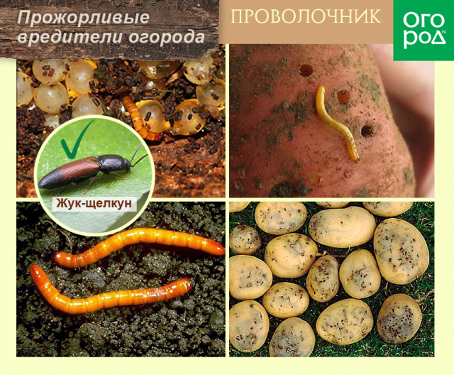Топ-10 самых прожорливых вредителей огорода 