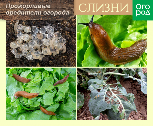 Топ-10 самых прожорливых вредителей огорода 