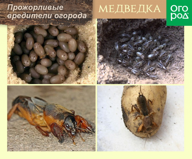 Топ-10 самых прожорливых вредителей огорода 