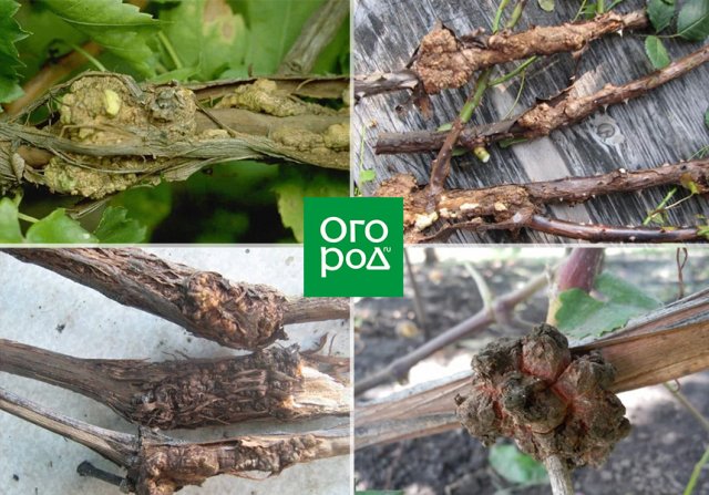 Топ-5 самых опасных болезней винограда 