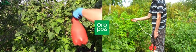 Уход за смородиной после сбора урожая: чем подкормить, как правильно обрезать 