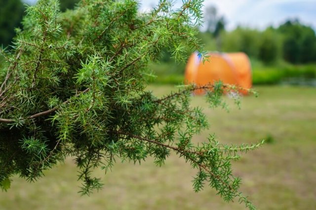 Веники для бани: 10 самых полезных вариантов 