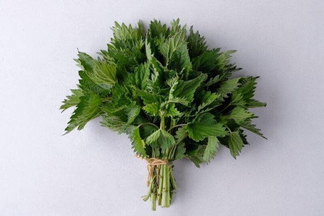 Веники для бани: 10 самых полезных вариантов 