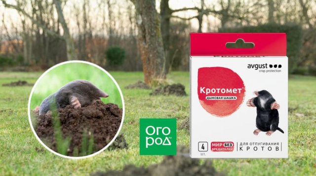 Весь газон перерыт: как избавиться от кротов на участке 