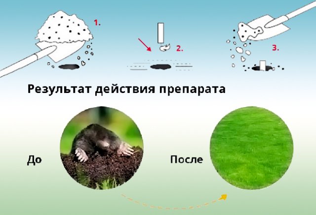 Весь газон перерыт: как избавиться от кротов на участке 