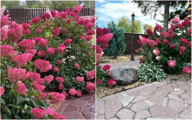 Все, что вы хотели знать о метельчатой гортензии Fraise Melba 