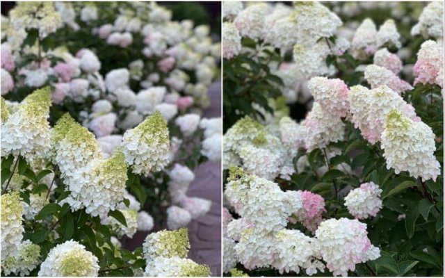 Все, что вы хотели знать о метельчатой гортензии Fraise Melba 