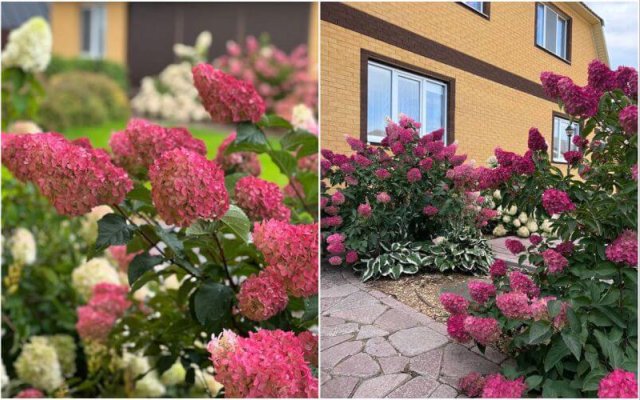 Все, что вы хотели знать о метельчатой гортензии Fraise Melba 