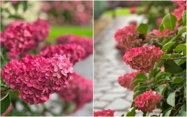 Все, что вы хотели знать о метельчатой гортензии Fraise Melba 