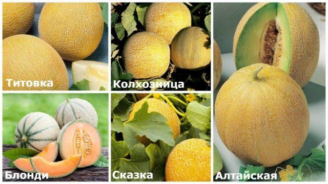 Все о выращивании дыни в открытом грунте и теплице 